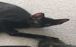 Oriental cats for sale: Oriental x Sphynx kittens  - Image 10