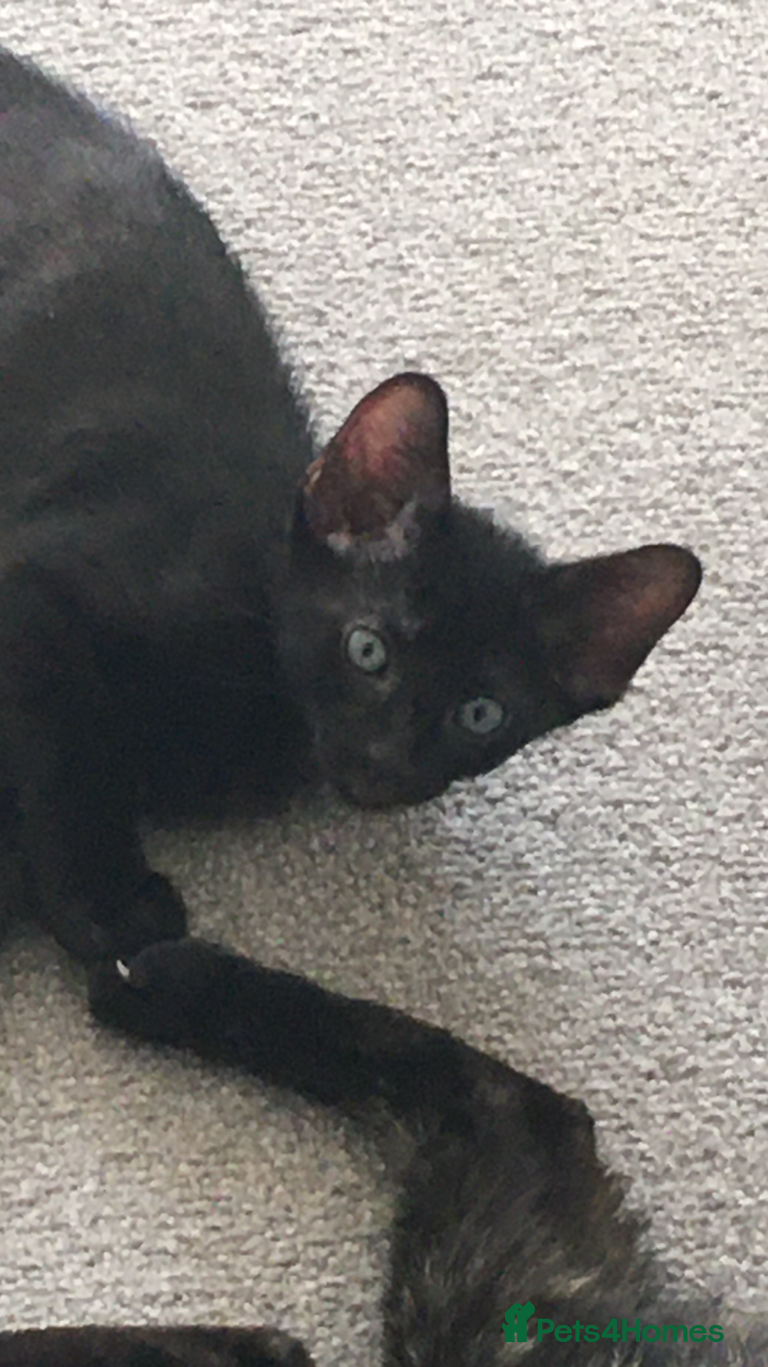 Oriental cats for sale: Oriental x Sphynx kittens  - Image 10