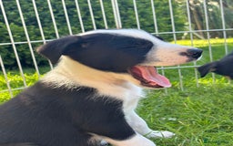 Mixed Breed dogs for sale: 6 collie cross kelpie pups  - Image 14