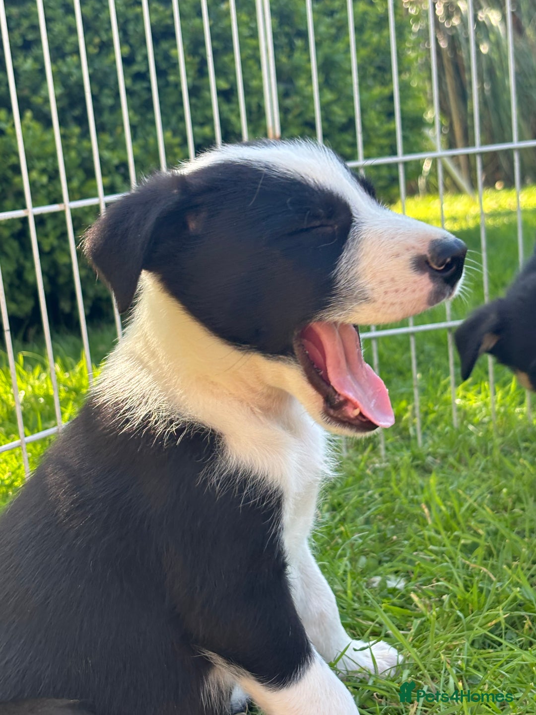 Mixed Breed dogs for sale: 6 collie cross kelpie pups  - Image 14
