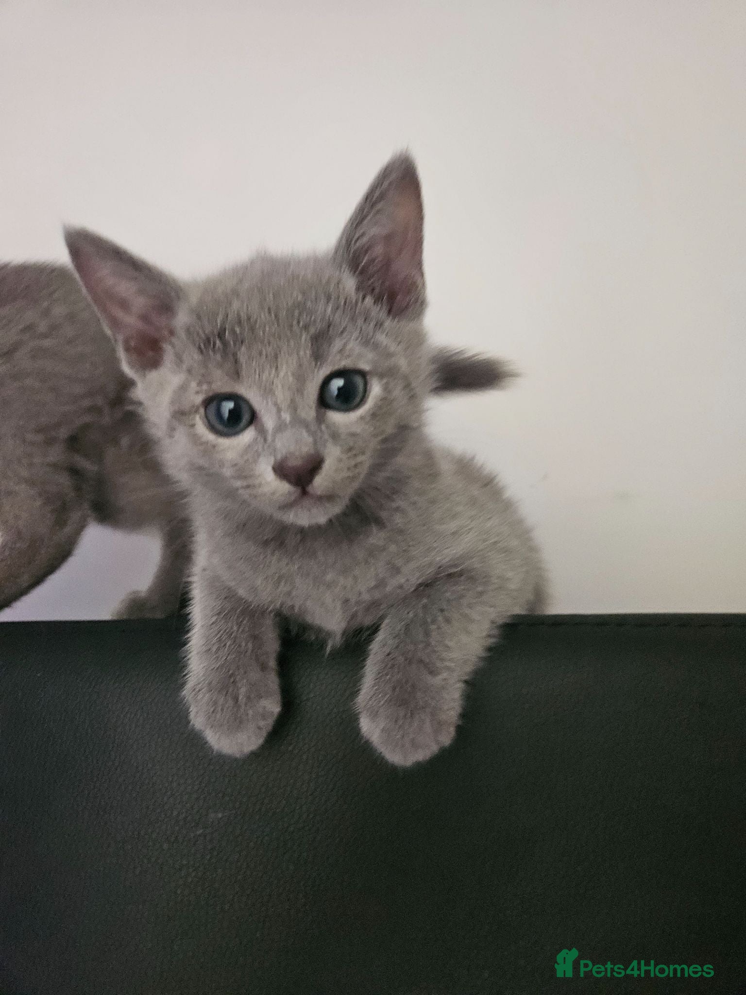 Russian Blue cats Russian Blue Kittens • TICA Lines - Advert 6