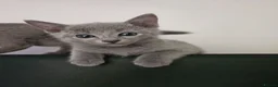 Russian Blue cats for sale: Russian Blue Kittens • TICA Lines - Advert 30