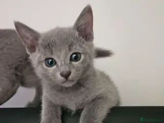 Russian Blue cats Russian Blue Kittens • TICA Lines - Advert 6