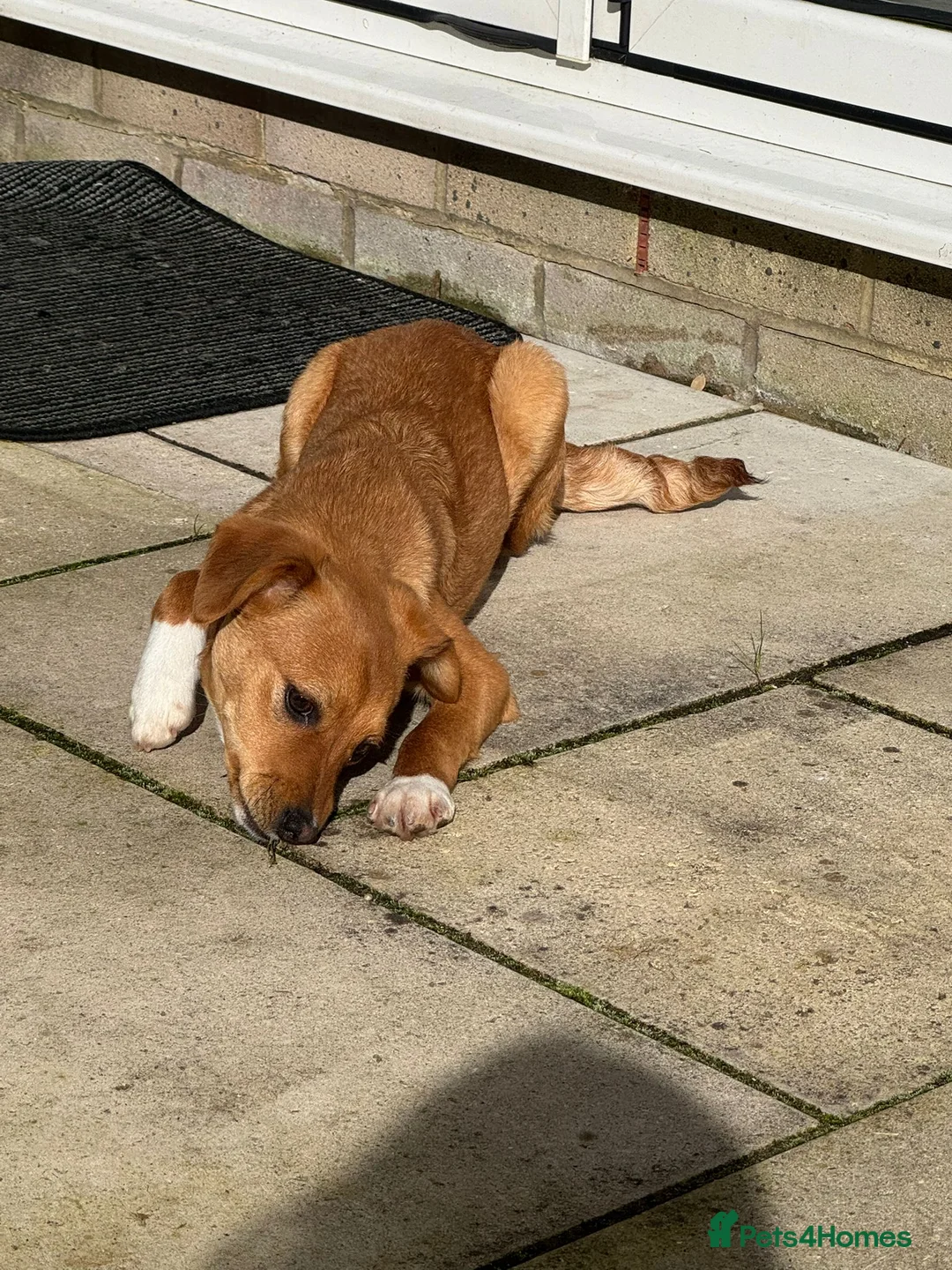 Mixed Breed dogs for adoption: Pettie  in Witney - Advert 6