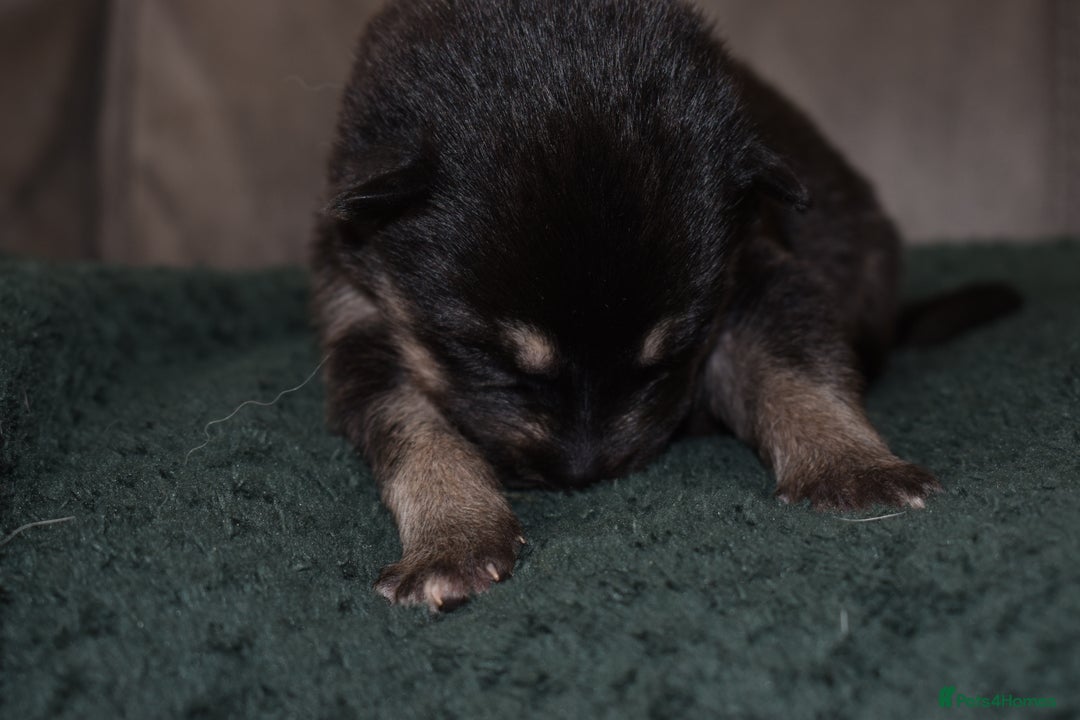 Shepsky dogs for sale: German shepherd x husky puppies - Image 22