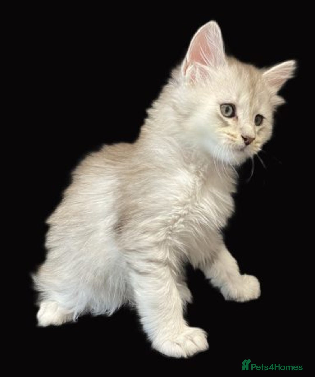 Maine Coon cats for sale: Stunning Black Silver Maine Coon Kittens - Advert 3