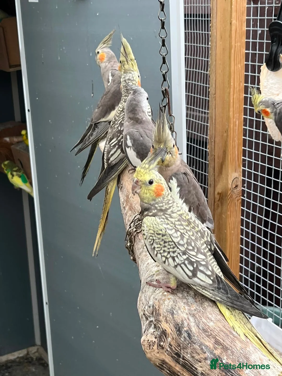Budgerigars birds for sale: budgies & cockatiels  - Advert 9