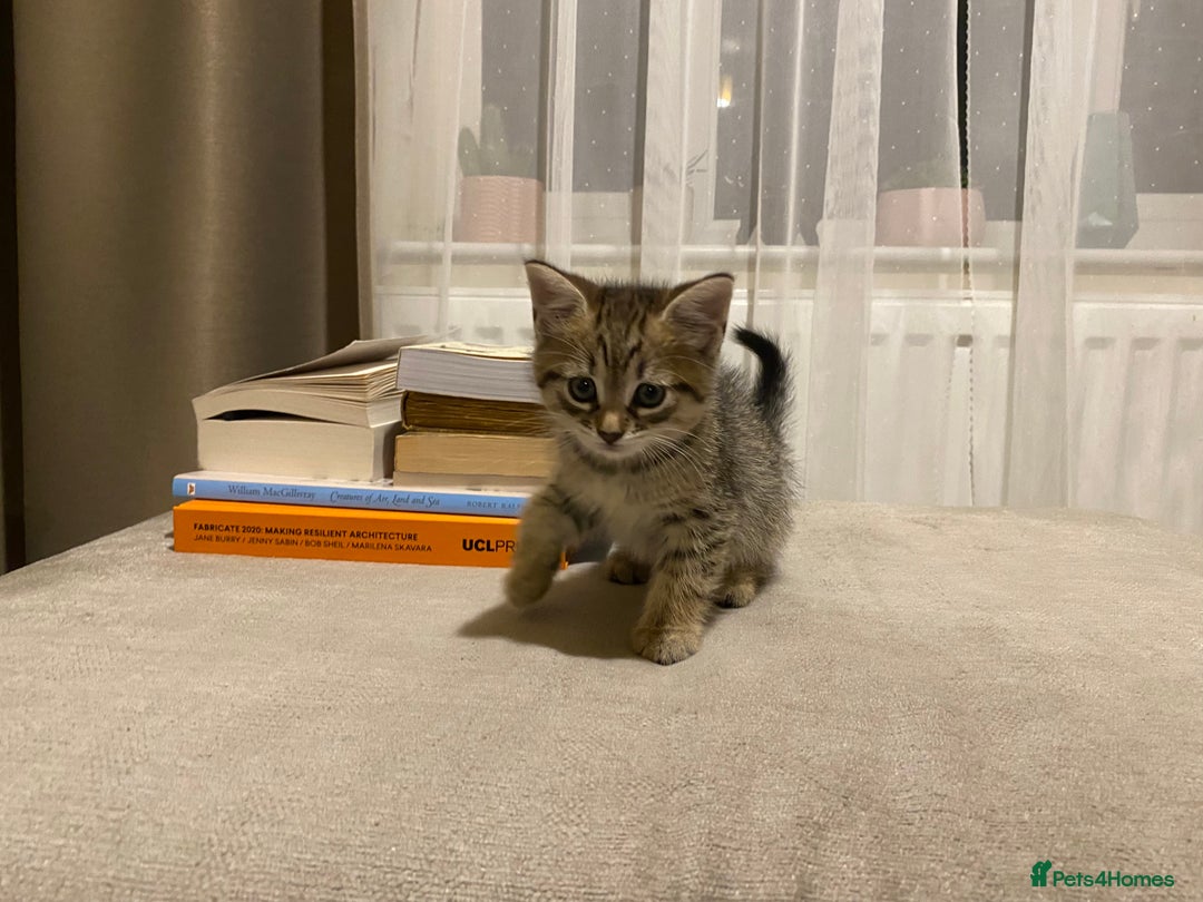 Mixed Breed cats for sale: Four gorgeous kittens  - Image 13