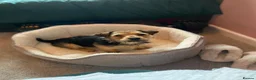 Jack Russell dogs for sale: Beautiful Black and Tan Jack Russell Puppies in Loughborough - Advert 13