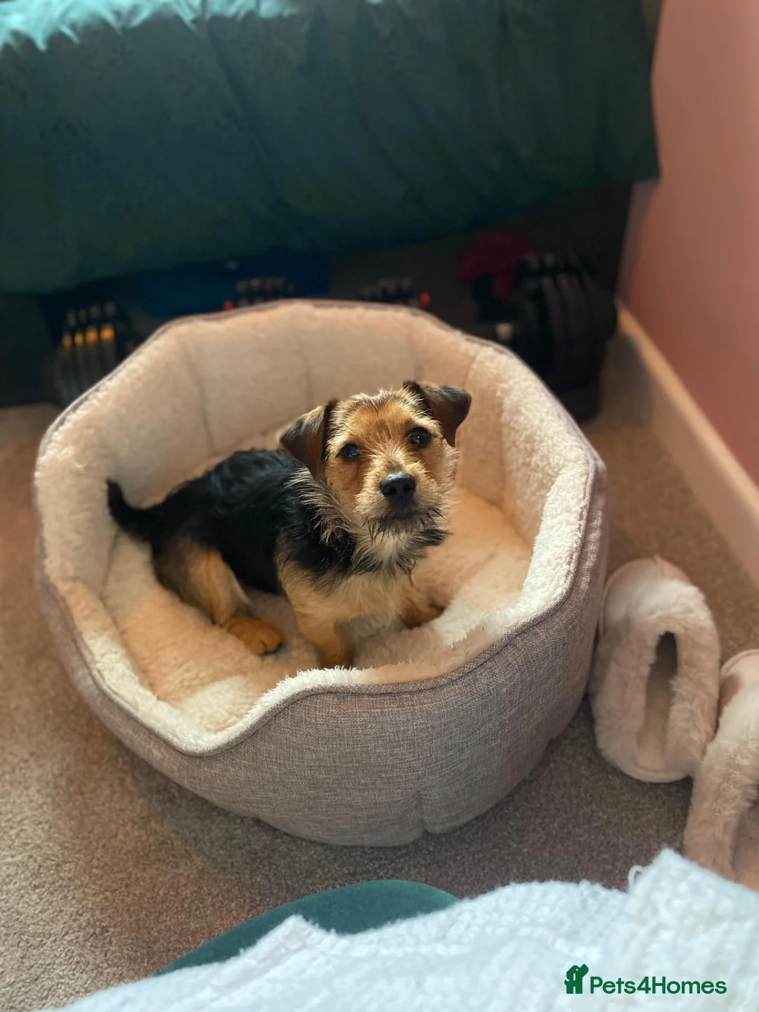 Jack Russell dogs for sale: Beautiful Black and Tan Jack Russell Puppies in Loughborough - Advert 13