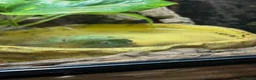 Frog reptiles for sale: 🐸 White’s Tree Frogs for Sale 🐸 - Advert 2