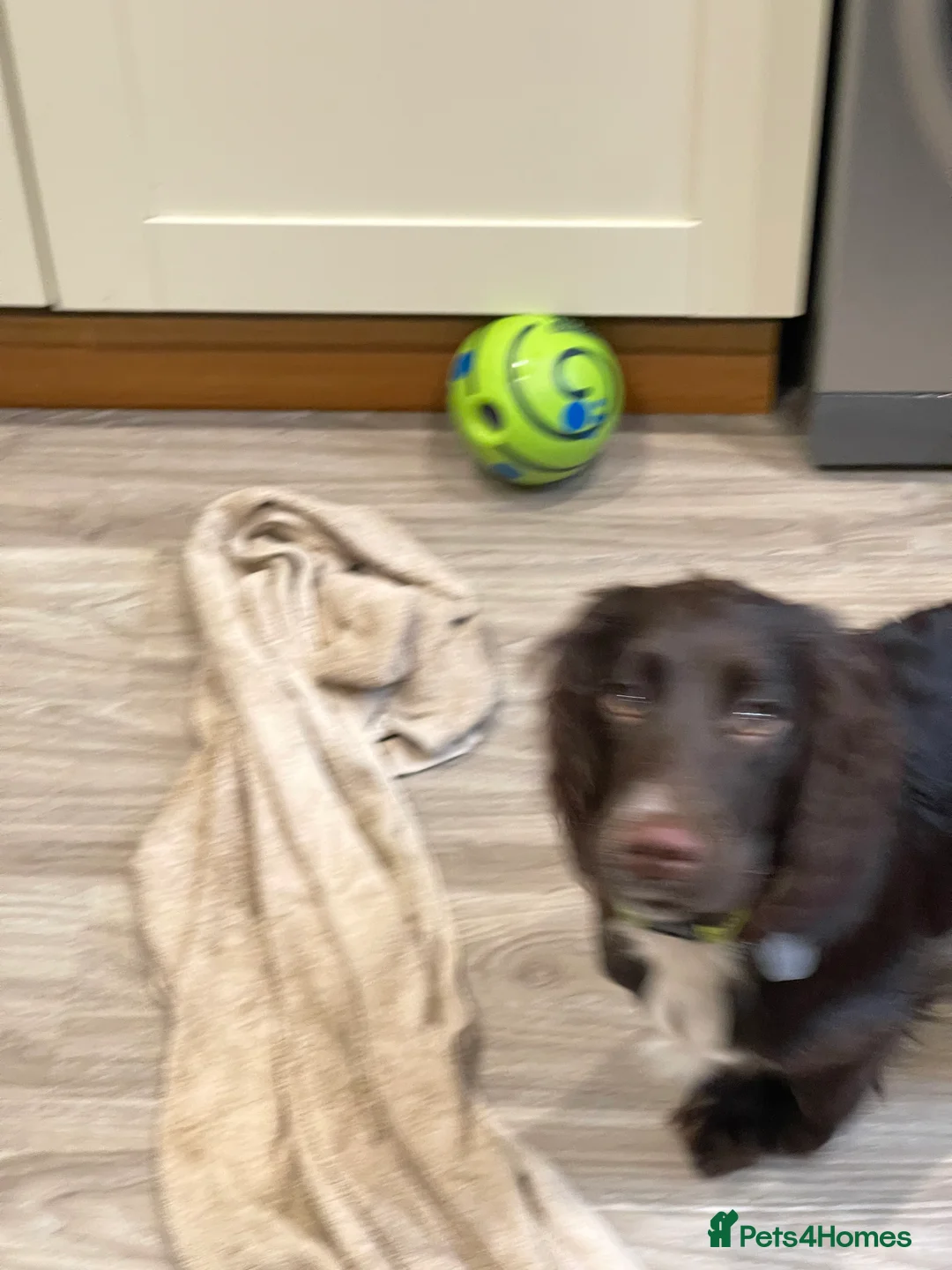 Cocker Spaniel dogs for sale: Gorgeous cocker spaniel  - Advert 4