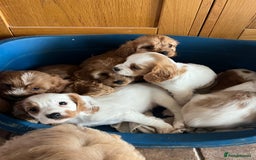 Cavapoo dogs for sale: Cavapoo x cavalier King Charles puppies  - Image 3