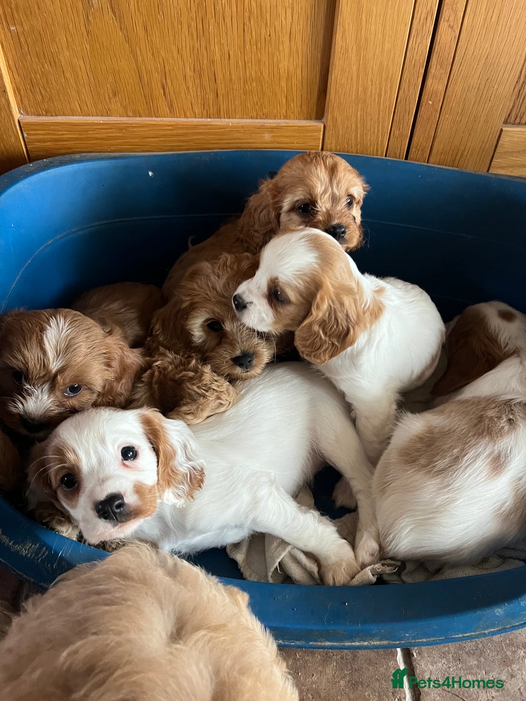 Cavapoo dogs for sale: Cavapoo x cavalier King Charles puppies  - Image 3