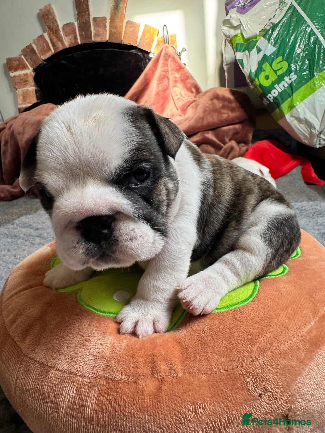 English Bulldog dogs for sale: Breed Standard Bulldog Puppies - Advert 8