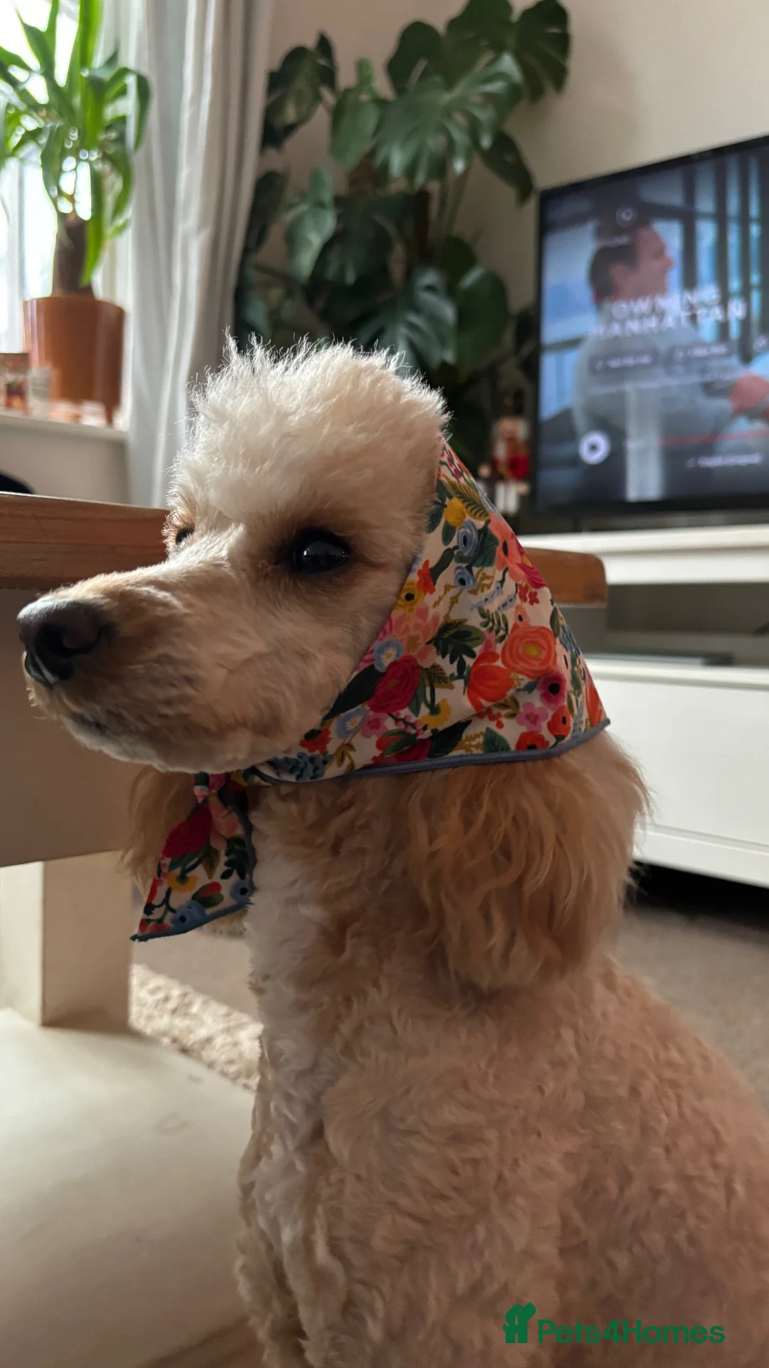 Miniature Poodle dogs for sale: Miniature Poodle Bitch  in Southampton - Advert 5