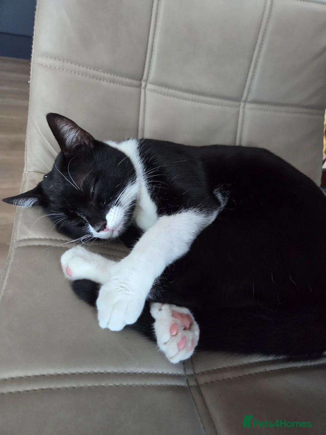 British Shorthair cats for sale: Sadly looking for new home for family cat in London - Advert 1