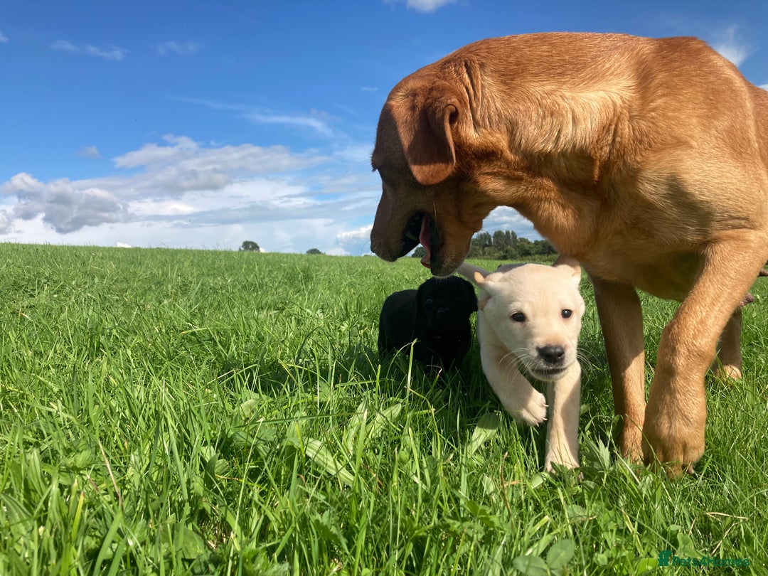 Labrador Retriever dogs for sale: Beautiful KC Reg Lab pups  - Image 5