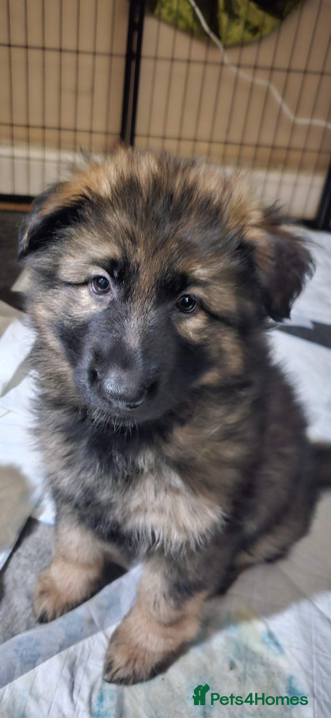 German Shepherd dogs 5 gorgeous german shepherd puppies for sale  - Advert 4