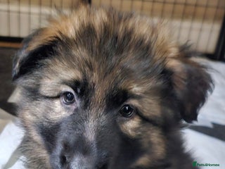 German Shepherd dogs 5 gorgeous german shepherd puppies for sale - Advert 4