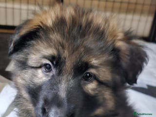 German Shepherd dogs 5 gorgeous german shepherd puppies for sale - Advert 5