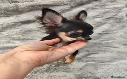 Chihuahua dogs for sale: Amazing Quality Long Coat Chihuahua puppies - Advert 24