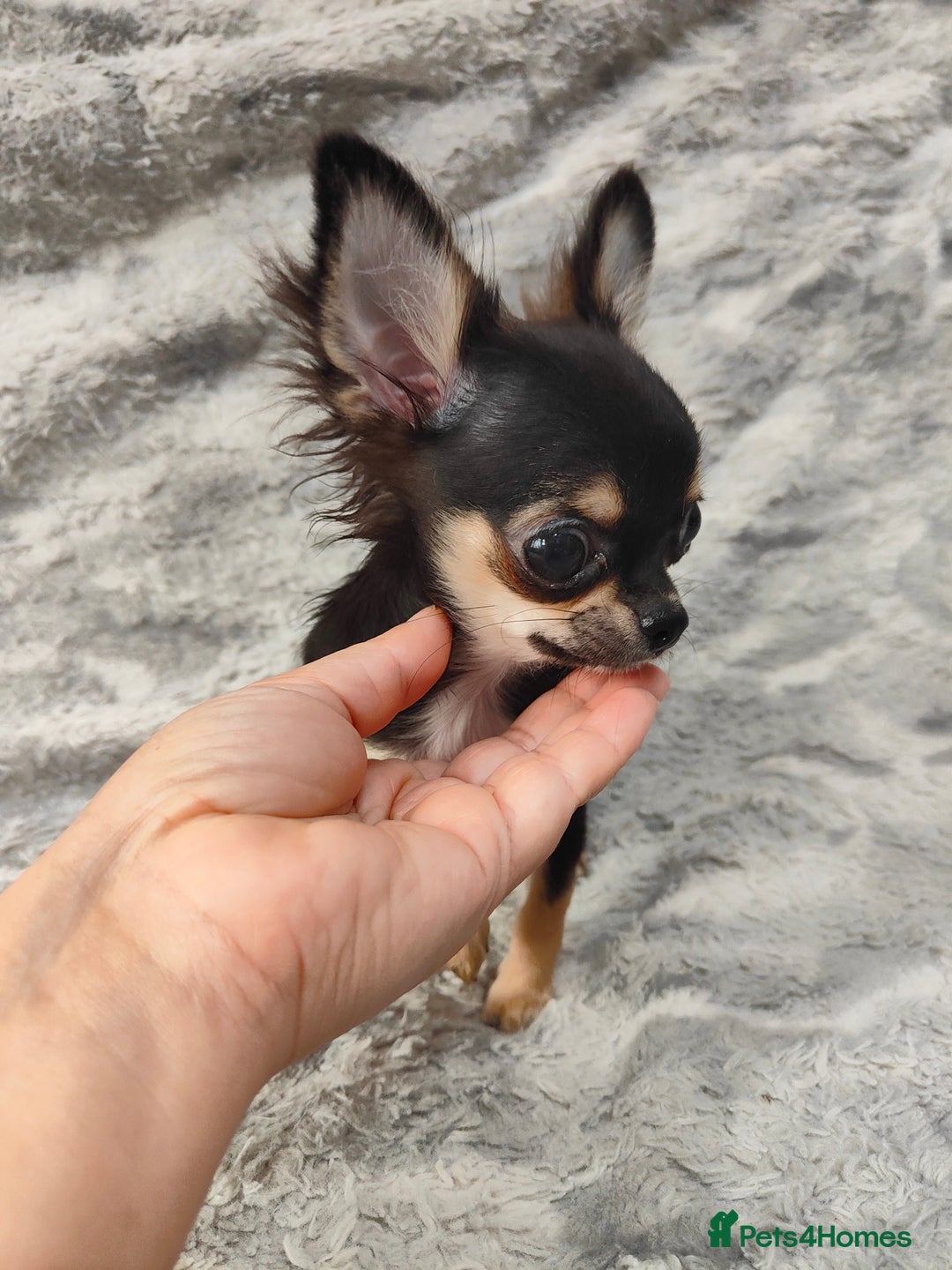 Chihuahua dogs for sale: Amazing Quality Long Coat Chihuahua puppies - Advert 24
