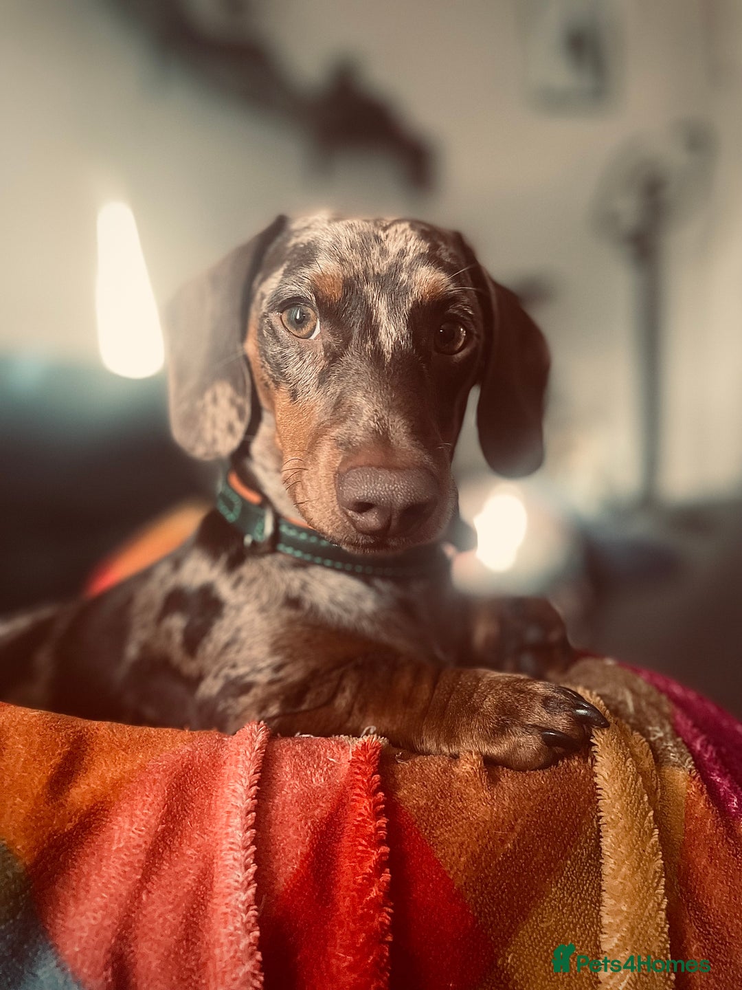 Miniature Dachshund dogs for sale: Dapple miniature Dachshund  - Advert 1