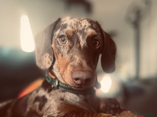 Miniature Dachshund dogs Dapple miniature Dachshund - Advert 1