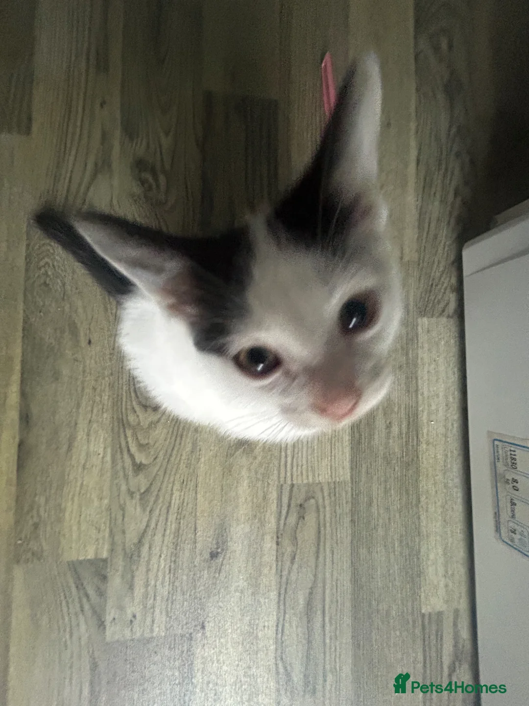 Domestic Shorthair cats for sale: Kittens up for sale  - Advert 2