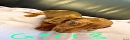 Dachshund dogs for sale: Dachshund puppies - Advert 3