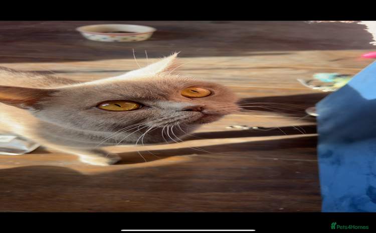 British Shorthair cats - Advert 1