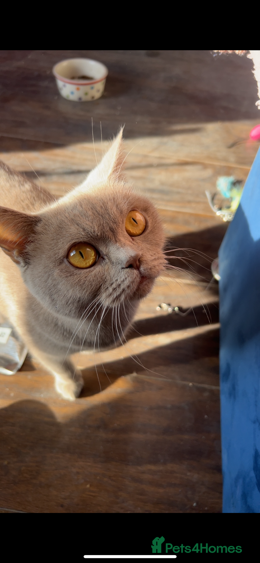 British Shorthair cats for sale: British shorthair - Image 1
