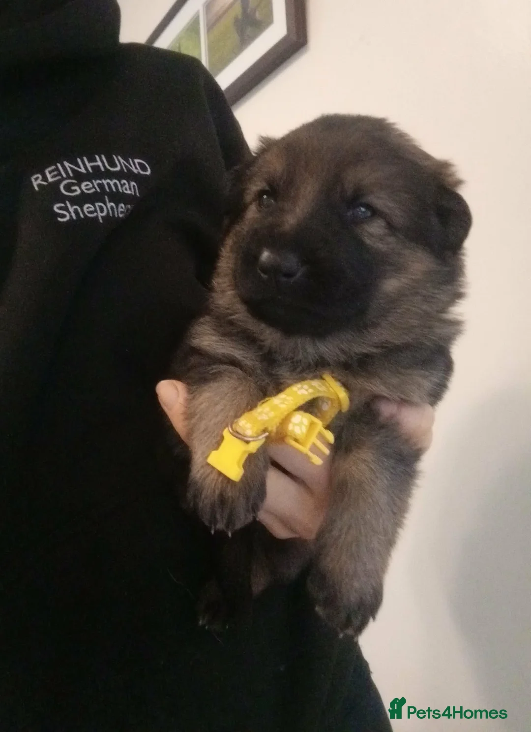 German Shepherd dogs for sale: Czech pedigree puppies from health tested parents in Hinckley - Advert 14