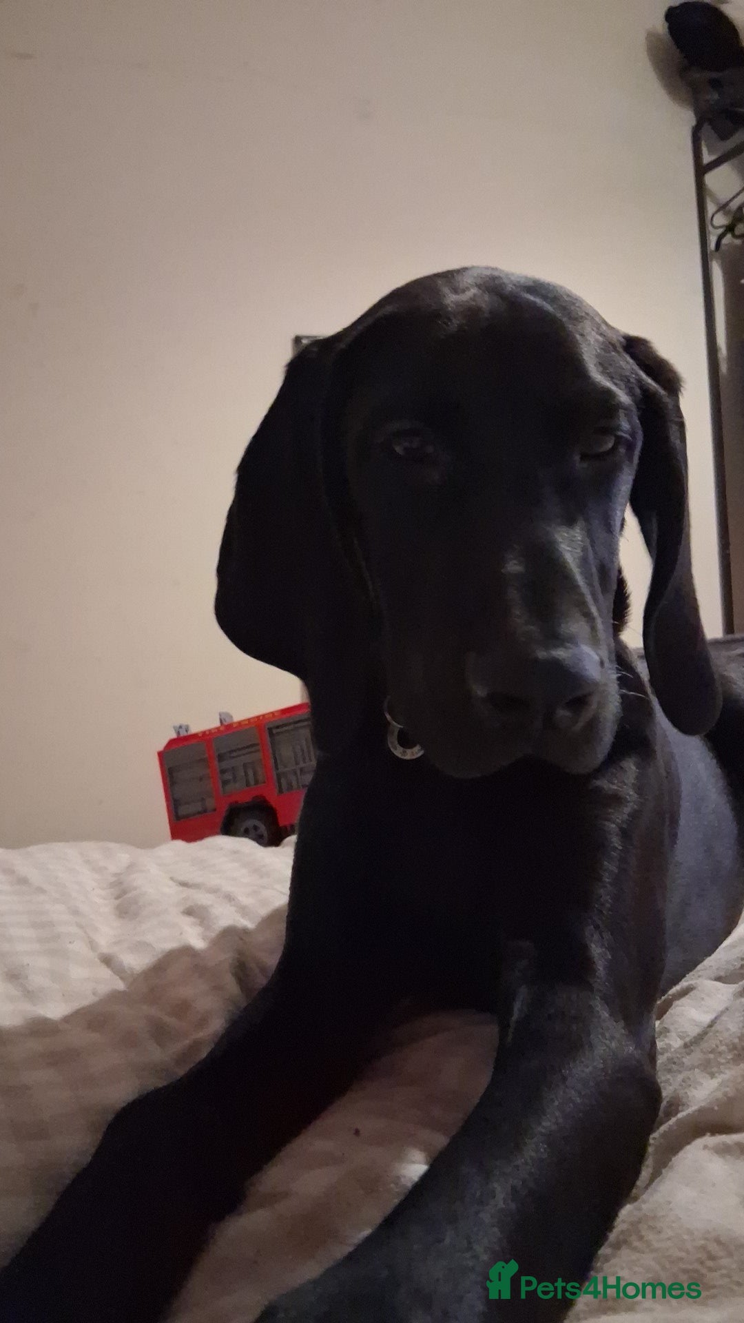 Mixed Breed dogs for sale: Weirnermer x Visla x GSP - Advert 4