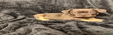 French Bulldog Puppy 5