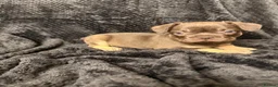 French Bulldog dogs for sale: Beautiful French Bulldog puppies - Advert 10