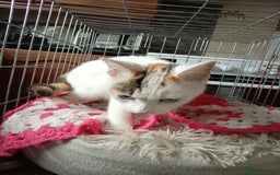 Mixed Breed cats for sale: Kittens gorgeous playful babys - Image 12