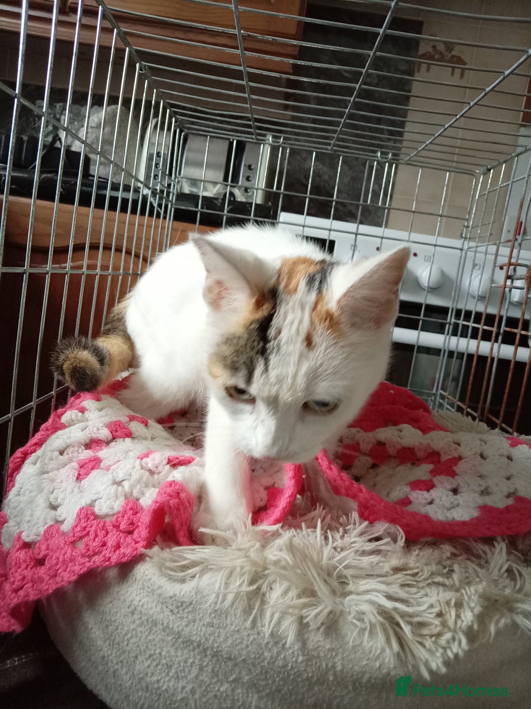Mixed Breed cats for sale: Kittens gorgeous playful babys - Image 12