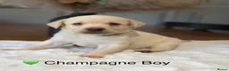 Labrador Retriever dogs for sale: Health tested yellow/champagne Labrador puppies - Advert 10