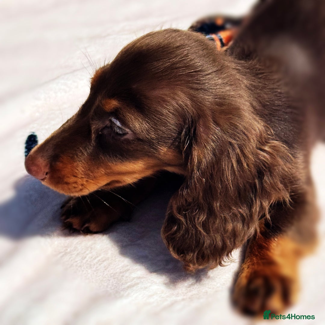 Miniature Dachshund dogs for sale: 2 gorgeous fluffy boys  - Image 9