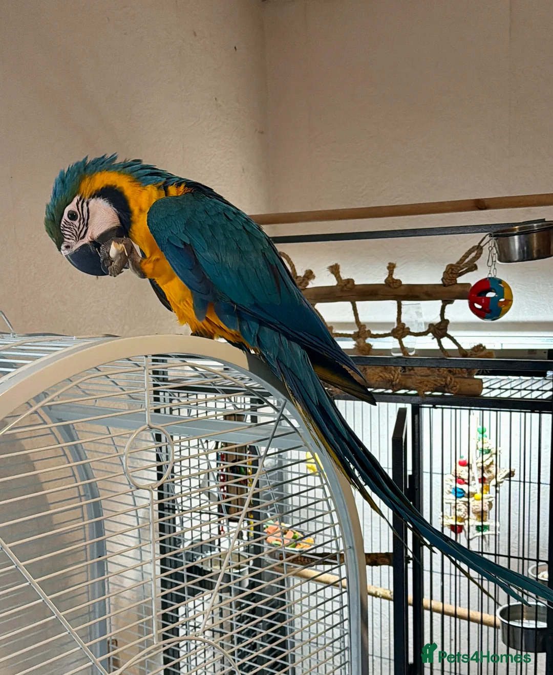 Macaws birds for sale: Blue & Gold Macaw - female  - Advert 1