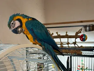 Macaws birds Blue & Gold Macaw - female - Advert 1