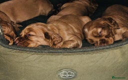 Cocker Spaniel dogs for sale: Ruby Red Cockers - Image 5
