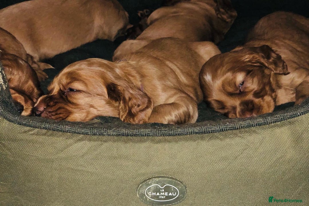 Cocker Spaniel dogs for sale: Ruby Red Cockers - Image 5
