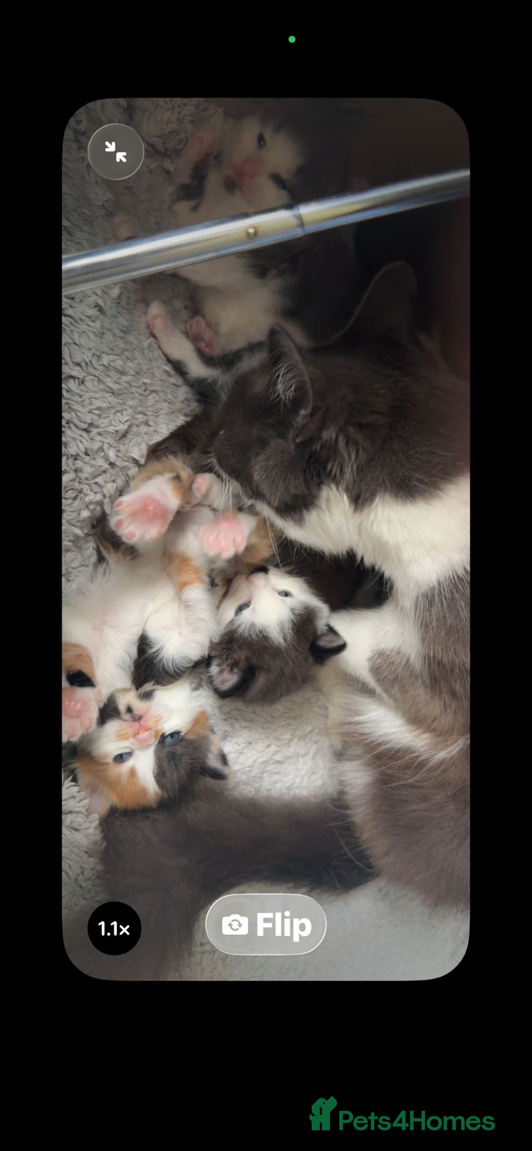 British Longhair cats for sale: 6 beautiful lovable friendly kittens - Image 1
