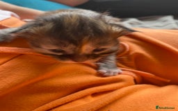 Maine Coon cats for sale: White Maine Coon boy  - Image 17