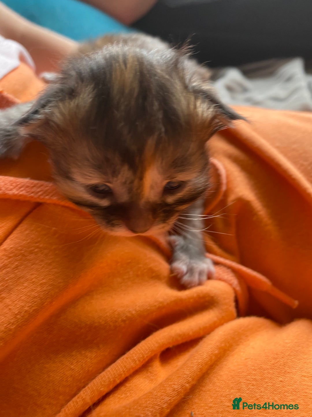 Maine Coon cats for sale: White Maine Coon boy  - Image 17