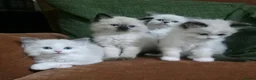 Ragdoll cats for sale: Pure ragdolls for sale - Advert 8