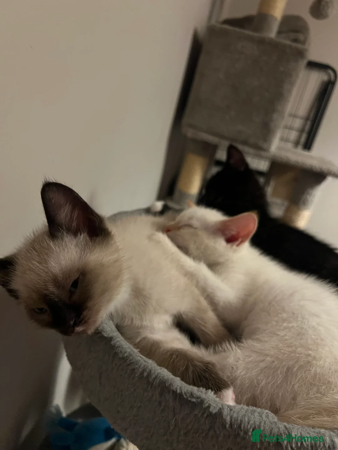 Mixed Breed cats for sale: Mixed Kittens - Advert 15